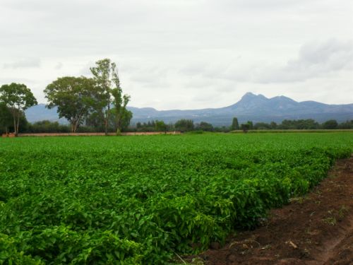 Fotografia de PhotoJohn - Galeria Fotografica: Aguascalientes (agricultura) - Foto: 