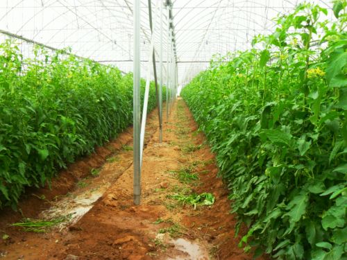 Fotografia de PhotoJohn - Galeria Fotografica: Aguascalientes (agricultura) - Foto: 