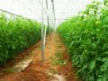 Fotos de PhotoJohn -  Foto: Aguascalientes (agricultura) - 
