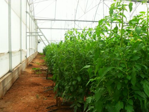 Fotografia de PhotoJohn - Galeria Fotografica: Aguascalientes (agricultura) - Foto: 