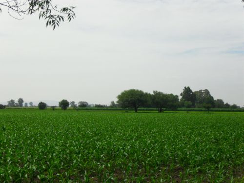 Fotografia de PhotoJohn - Galeria Fotografica: Aguascalientes (agricultura) - Foto: 