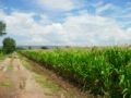 Fotos de PhotoJohn -  Foto: Aguascalientes (agricultura) - 