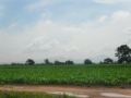 Fotos de PhotoJohn -  Foto: Aguascalientes (agricultura) - 
