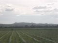 Fotos de PhotoJohn -  Foto: Aguascalientes (agricultura) - 
