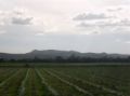 Fotos de PhotoJohn -  Foto: Aguascalientes (agricultura) - 