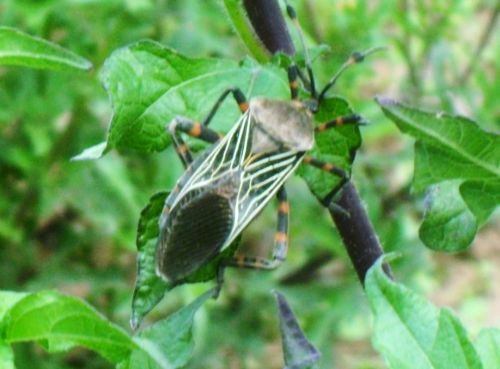 Fotografia de PhotoJohn - Galeria Fotografica: Aguascalientes (agricultura) - Foto: 