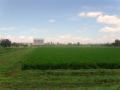 Fotos de PhotoJohn -  Foto: Aguascalientes (agricultura) - 