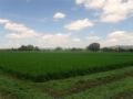Fotos de PhotoJohn -  Foto: Aguascalientes (agricultura) - 