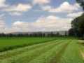Fotos de PhotoJohn -  Foto: Aguascalientes (agricultura) - 