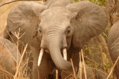 Fotografia de Nany da Costa - Galeria Fotografica: africa - Foto: 