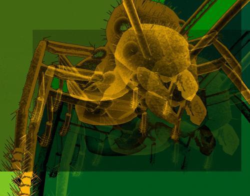 Fotografia de Maria Gattika - Galeria Fotografica: Sin Titulo - Foto: Hormiga