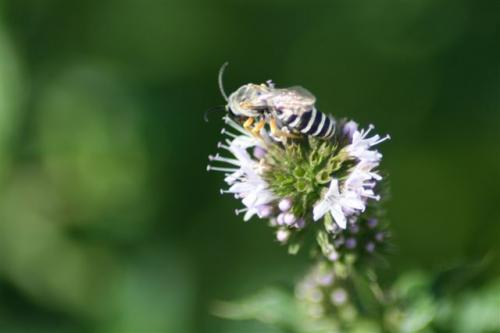 Fotografia de Dargphoto - Galeria Fotografica: Temas - Foto: A recolectar