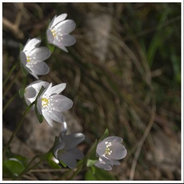 Fotografia de Nichamer - Galeria Fotografica: Ordesa - Foto: 