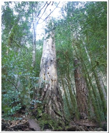 Fotografia de Nichamer - Galeria Fotografica: Ordesa - Foto: 