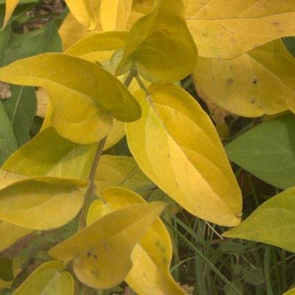 Fotografia de Nichamer - Galeria Fotografica: Ordesa - Foto: 