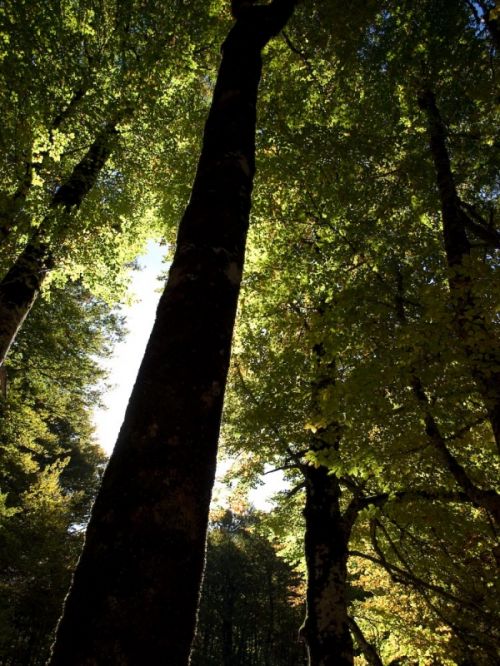 Fotografia de Nichamer - Galeria Fotografica: Ordesa - Foto: 