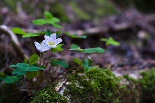 Fotografia de Nichamer - Galeria Fotografica: Ordesa - Foto: 