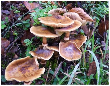 Fotografia de Nichamer - Galeria Fotografica: Ordesa - Foto: 