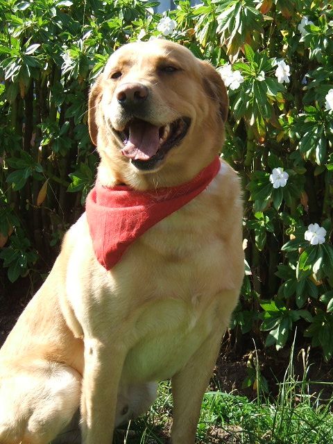 Fotografia de Camilo Ortiz - Galeria Fotografica: mascotas - Foto: 