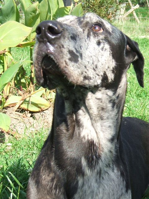 Fotografia de Camilo Ortiz - Galeria Fotografica: mascotas - Foto: 