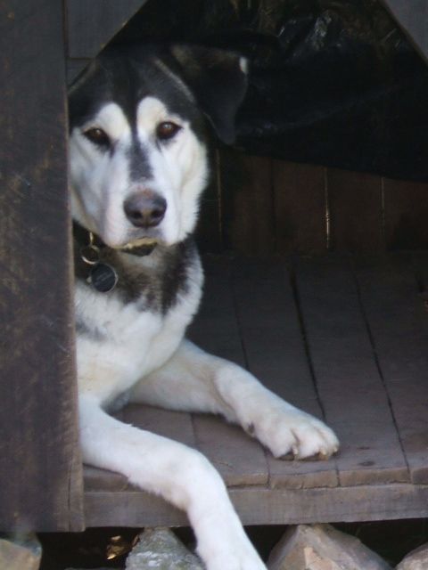 Fotografia de Camilo Ortiz - Galeria Fotografica: mascotas - Foto: 