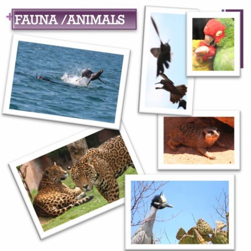 Fotografia de ArD Comunicacin - Galeria Fotografica: Book - Foto: Fauna