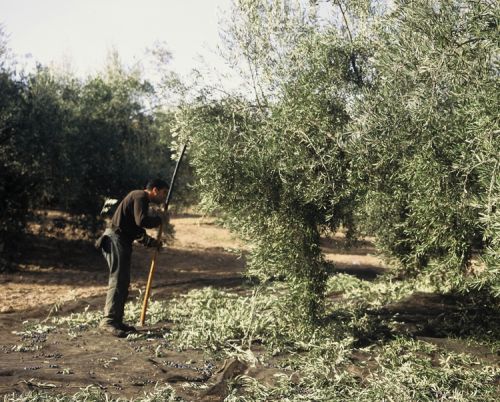 Fotografia de Nany da Costa - Galeria Fotografica: Azeite - Foto: 
