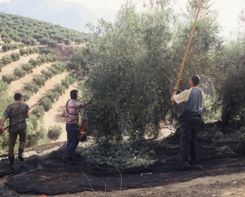 Fotografia de Nany da Costa - Galeria Fotografica: Azeite - Foto: 