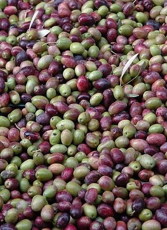 Fotografia de Nany da Costa - Galeria Fotografica: Azeite - Foto: 