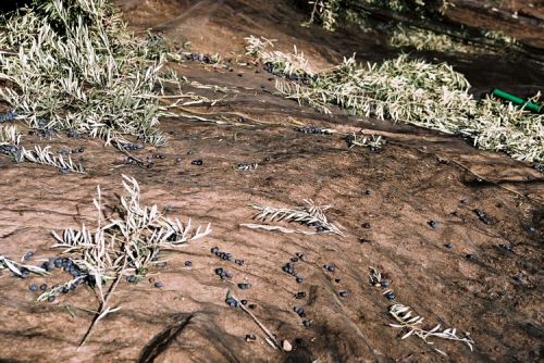 Fotografia de Nany da Costa - Galeria Fotografica: Azeite - Foto: 