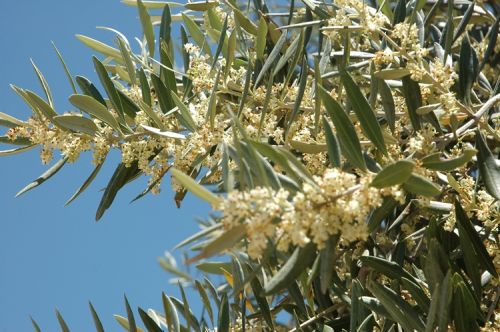 Fotografia de Nany da Costa - Galeria Fotografica: Azeite - Foto: 