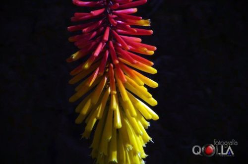 Fotografia de lora studios - Galeria Fotografica: FLORES - Foto: 