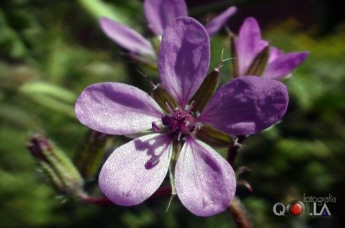 Fotografia de lora studios - Galeria Fotografica: FLORES - Foto: 