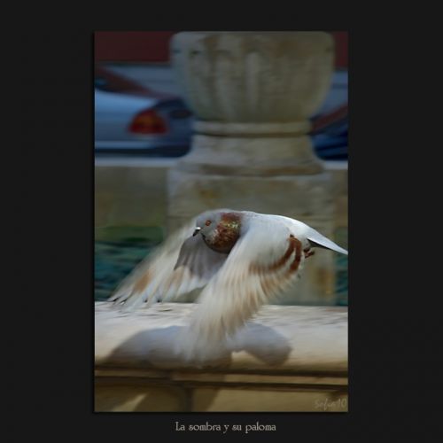 Fotografia de Sofa - Galeria Fotografica: Fuentes y palomas - Foto: 