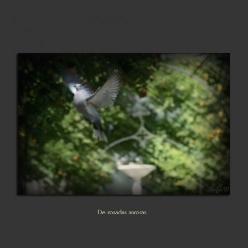 Fotografia de Sofa - Galeria Fotografica: Fuentes y palomas - Foto: 