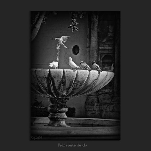 Fotografia de Sofa - Galeria Fotografica: Fuentes y palomas - Foto: 