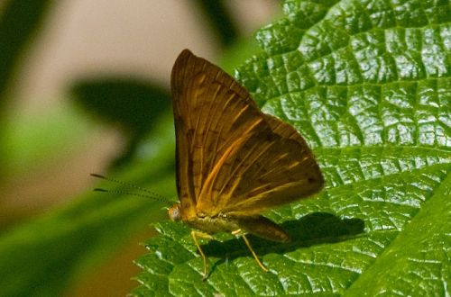 Fotografia de Lewi Moraes - Galeria Fotografica: Images del Brasil - Foto: 