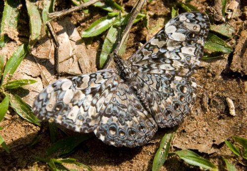 Fotografia de Lewi Moraes - Galeria Fotografica: Images del Brasil - Foto: 