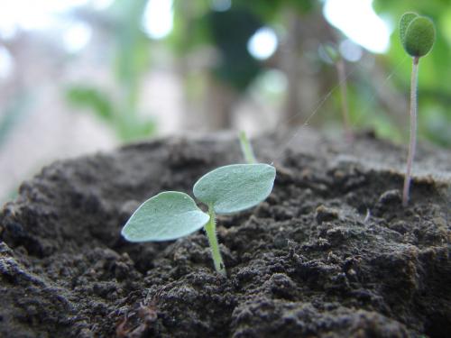 Fotografia de Alex Vladimir - Galeria Fotografica: Al natural - Foto: Nacimiento