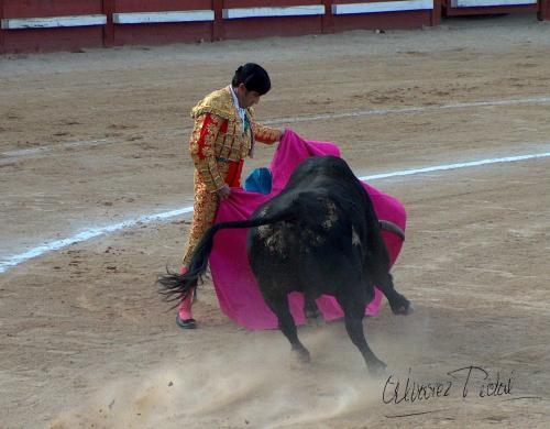 Fotografia de ALPI - Galeria Fotografica: Maestro de Maestros - Foto: 001