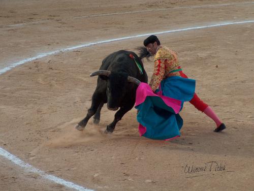 Fotografia de ALPI - Galeria Fotografica: Maestro de Maestros - Foto: 002