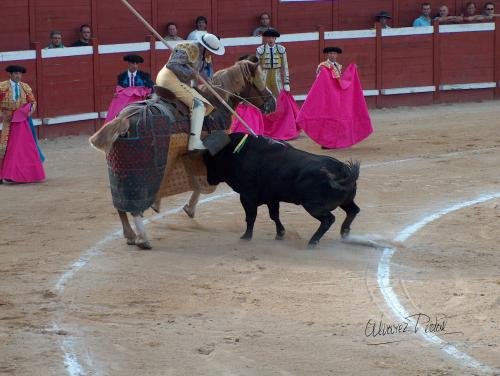 Fotografia de ALPI - Galeria Fotografica: Maestro de Maestros - Foto: 003