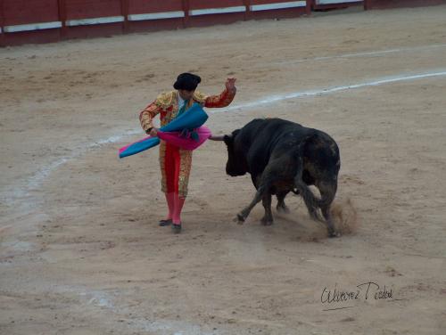 Fotografia de ALPI - Galeria Fotografica: Maestro de Maestros - Foto: 005