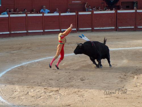 Fotografia de ALPI - Galeria Fotografica: Maestro de Maestros - Foto: 006