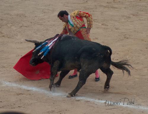 Fotografia de ALPI - Galeria Fotografica: Maestro de Maestros - Foto: 008