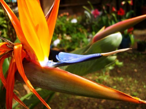 Fotografia de Rod - Galeria Fotografica: Dia de Campo - Foto: 