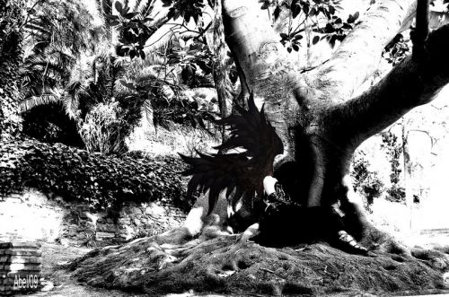 Fotografia de Abel - Galeria Fotografica: poesias de amor y muerte - Foto: angel caido