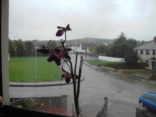 Fotografia de mauro - Galeria Fotografica: Mauro - Foto: Vegetal domstico