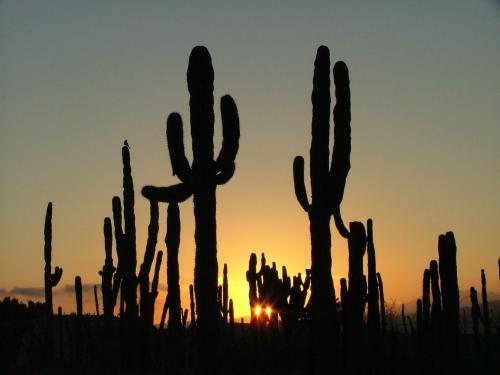 Fotografia de Victor Romero - Galeria Fotografica: La Baja - Foto: cactus