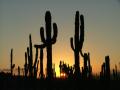 Fotos de Victor Romero -  Foto: La Baja - cactus